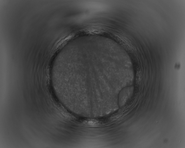 X0000095510506200801041203