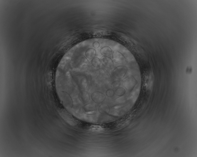 X0000095510519200801041203