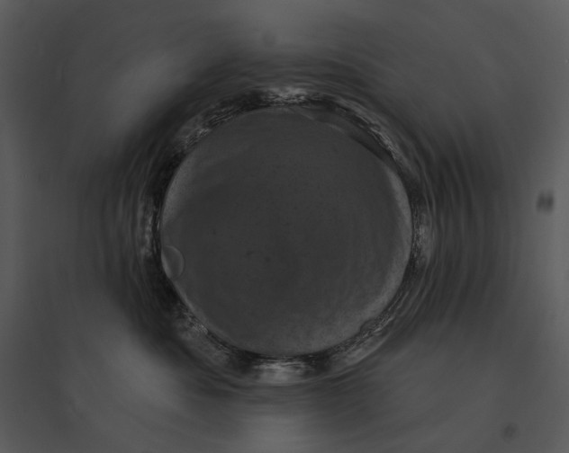 X0000095510525200801041203