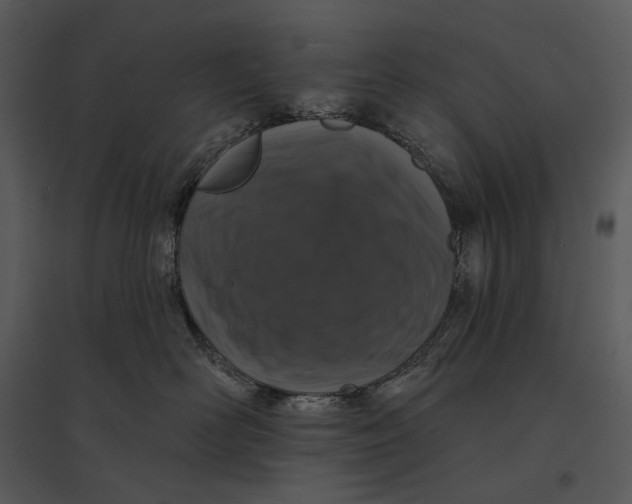 X0000095510526200801041203