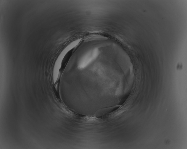 X0000095510528200801041203