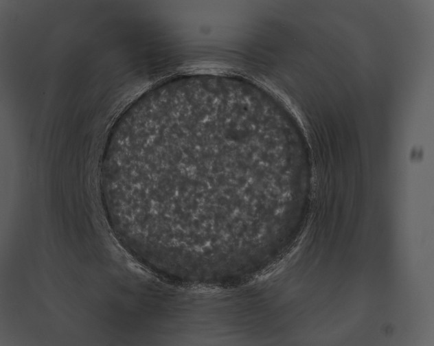 X0000095510529200801041202