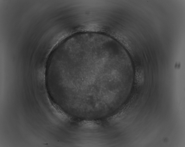 X0000095510534200801041202