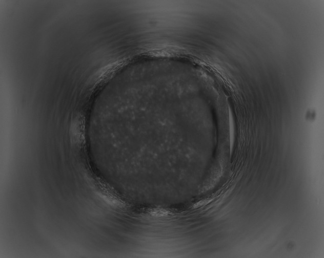 X0000095510547200801041202