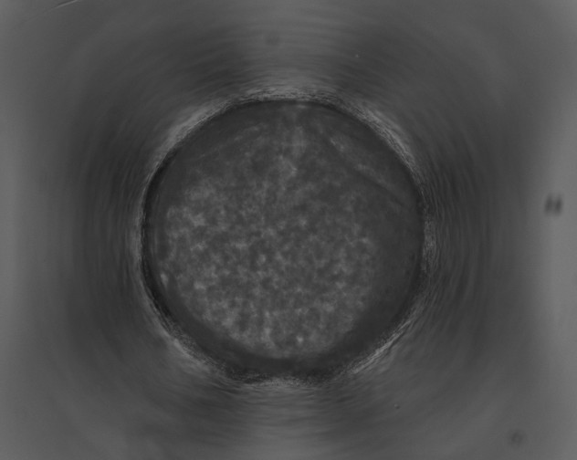X0000095510578200801041202