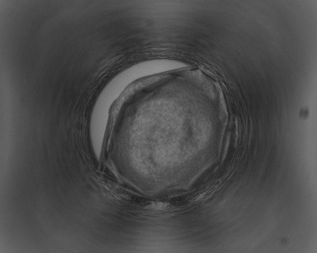 X0000095510609200801041202
