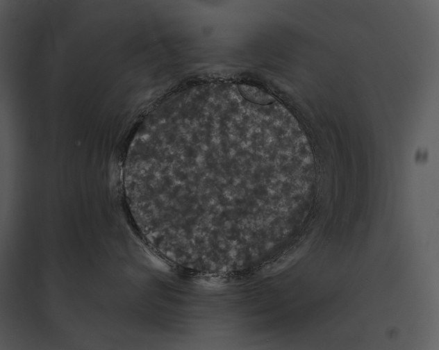 X0000095510624200801041201