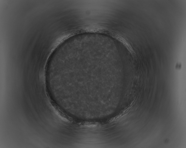 X0000095510626200801041200