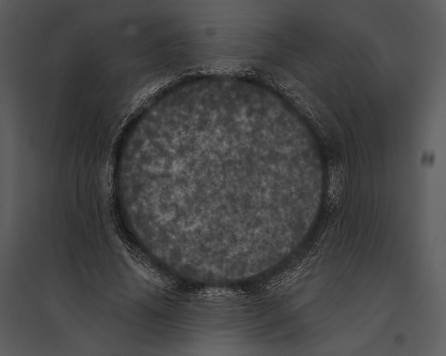 X0000095510636200801041201