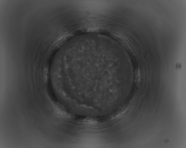 X0000095510648200801041201