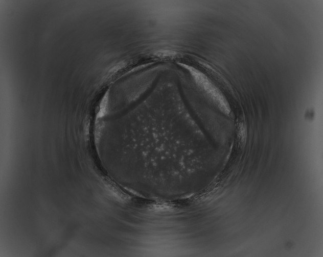X0000095510668200801041201