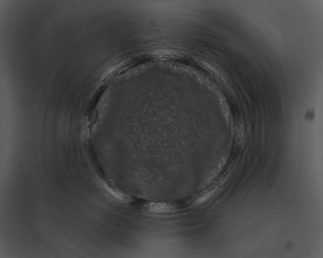 X0000095510766200801041200
