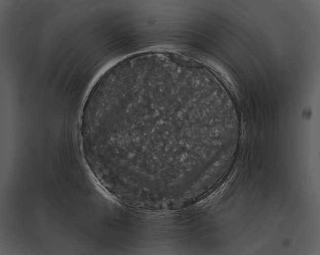 X0000095510808200801041159