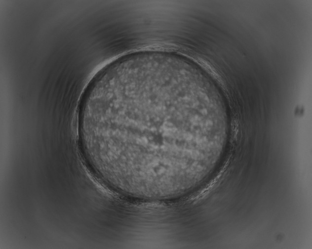 X0000095510838200801041158