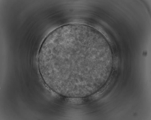 X0000095510856200801041158