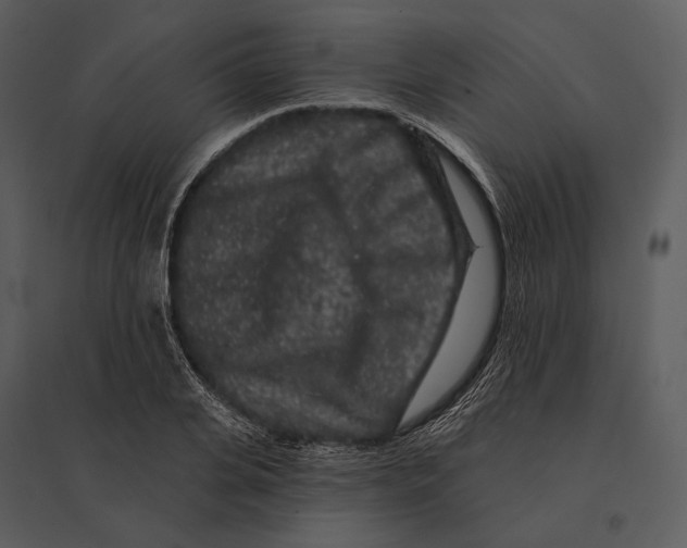 X0000095510935200801041157