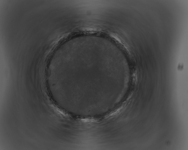 X0000095510961200801041156