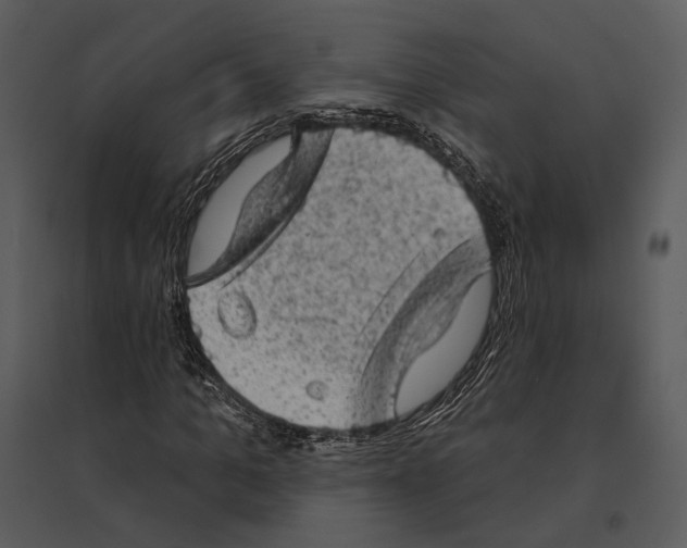 X0000095510965200801041156