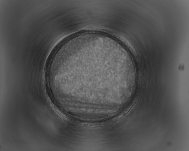 X0000095510976200801041156