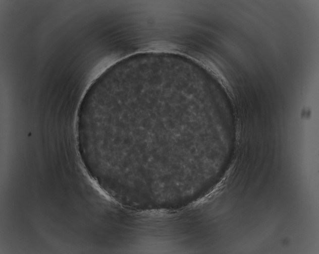 X0000095510990200801041156