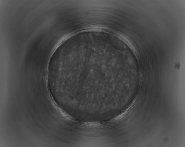 X0000095510994200801041156