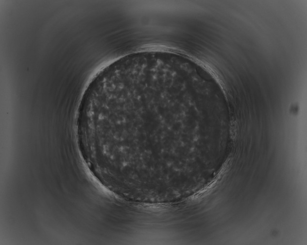 X0000095510995200801041156