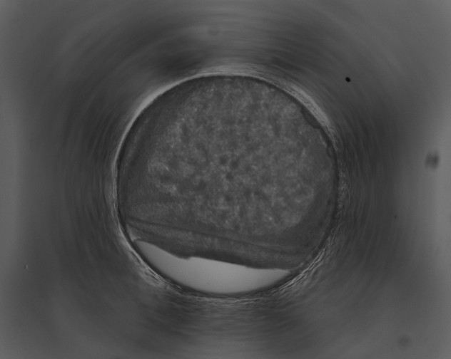 X0000095510996200801041156