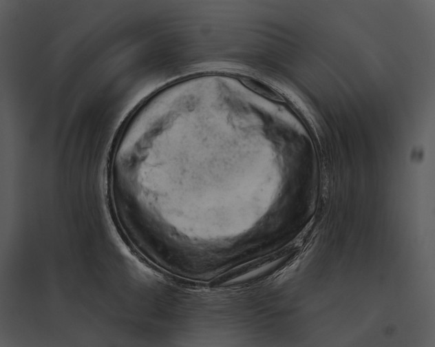 X0000095510999200801041156