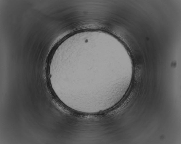 X0000095511026200801041155