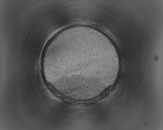 X0000095511028200801041155