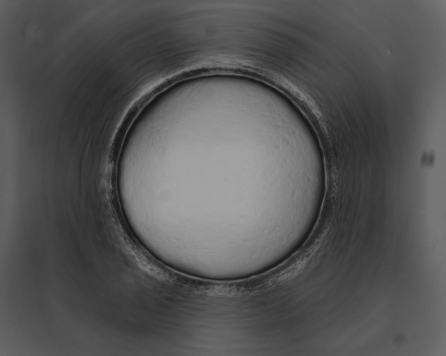 X0000095511029200801041155