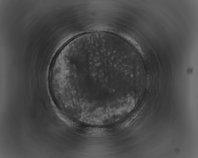 X0000095511039200801041155