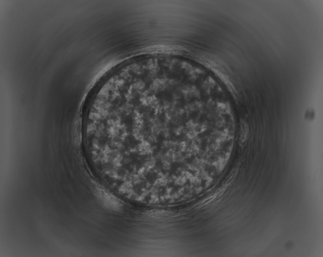 X0000095511075200801041155
