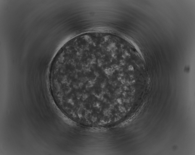 X0000095511091200801041154