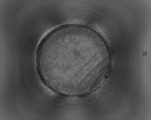 X0000095511120200801041154
