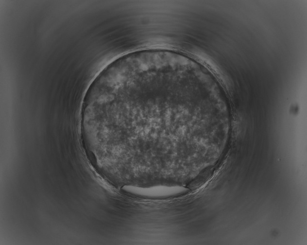 X0000095511236200801041152