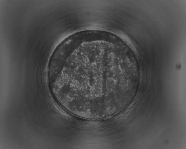 X0000095511238200801041152