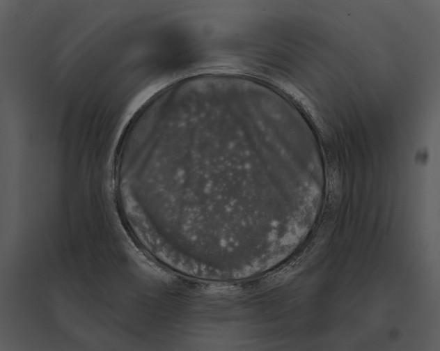 X0000095511466200801041149