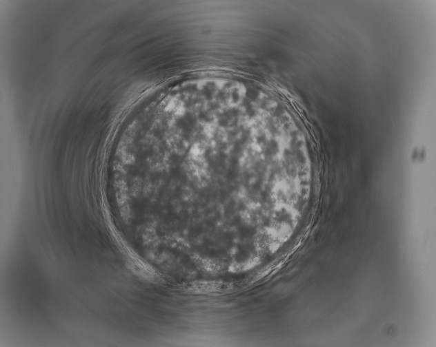 X0000095510049200801111422