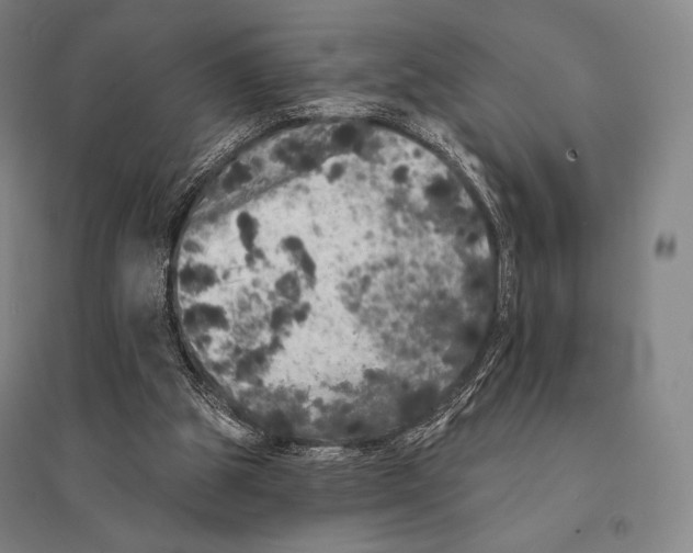 X0000095510153200801111421