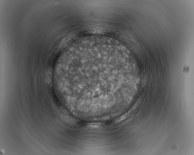 X0000095510175200801111421