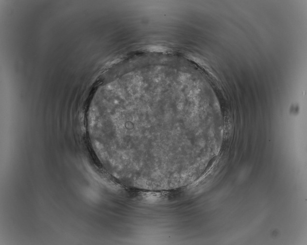 X0000095510187200801111421