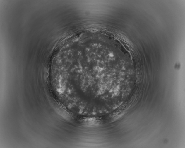 X0000095510365200801111418