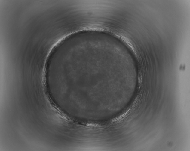 X0000095510388200801111418
