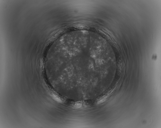 X0000095510420200801111417