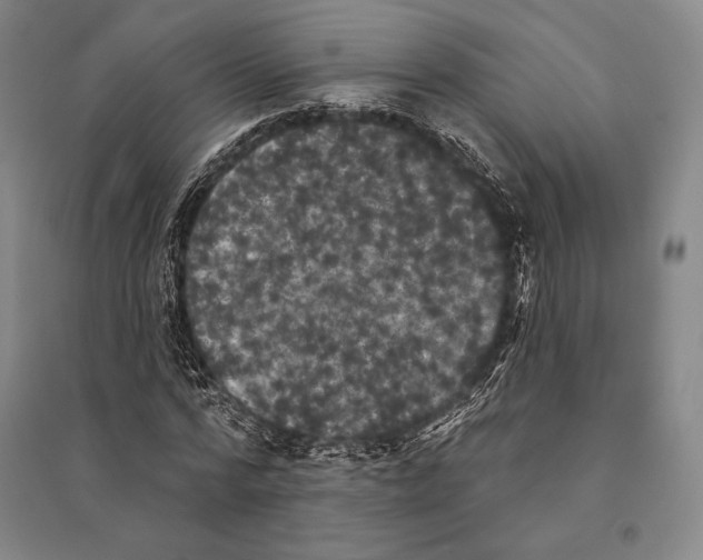 X0000095510776200801111412