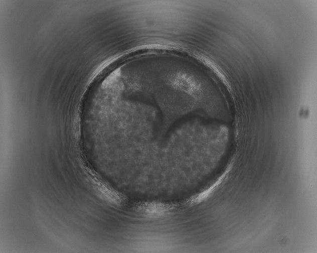 X0000095510829200801111411