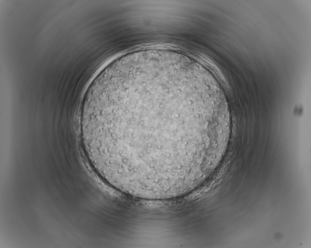 X0000095510852200801111411