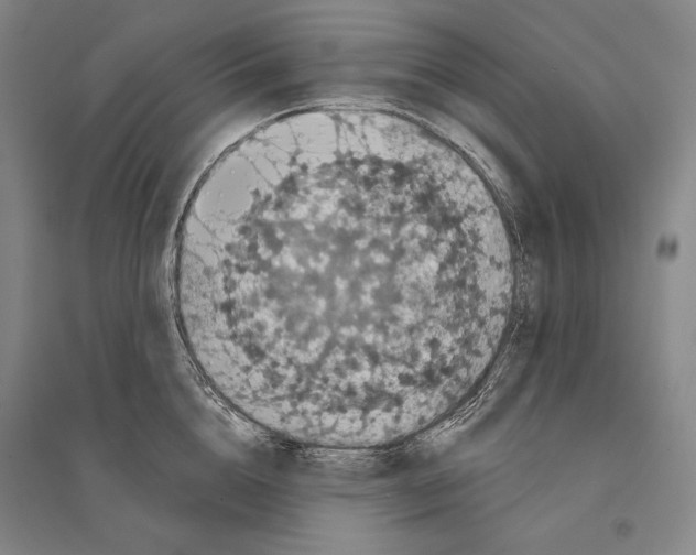X0000095510856200801111411