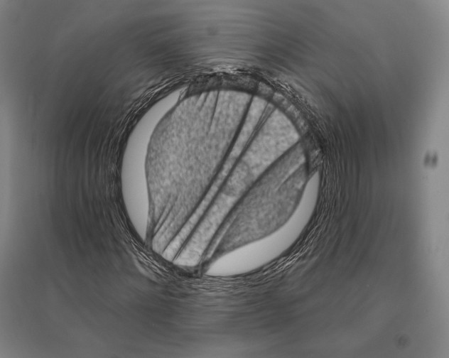 X0000095510868200801111411